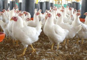 ¡Alerta! Brote de Influenza Aviar de alta patogenicidad AH7N3 en dos granjas de Coahuila