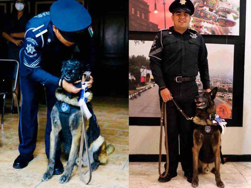 Darko, elemento canino retirado en Saltillo, Coahuila