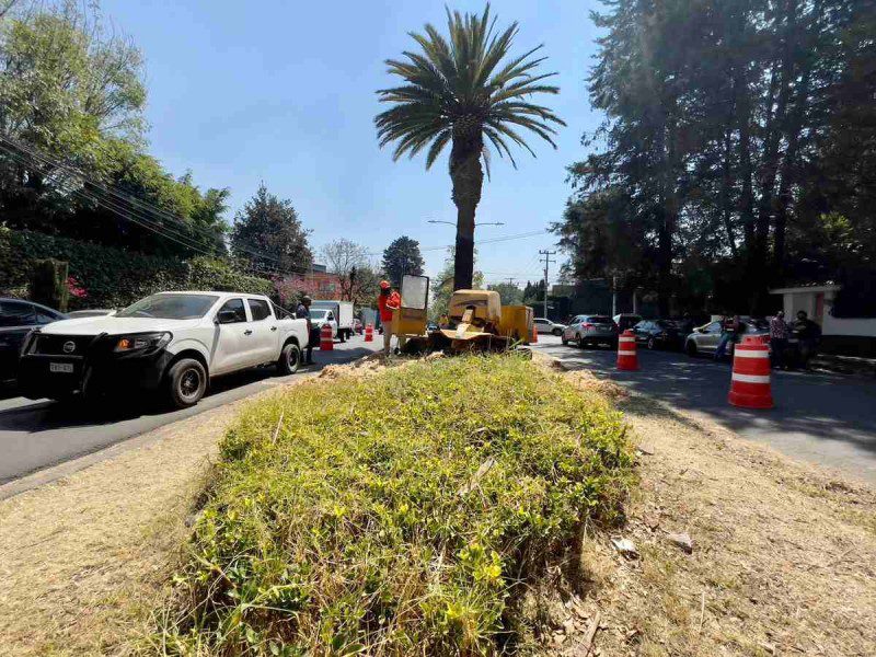 Destinan 60 millones de pesos para atender palmeras