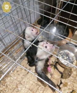 Rescatan a dos monos capuchinos enjaulados en ‘depa’ de Reforma