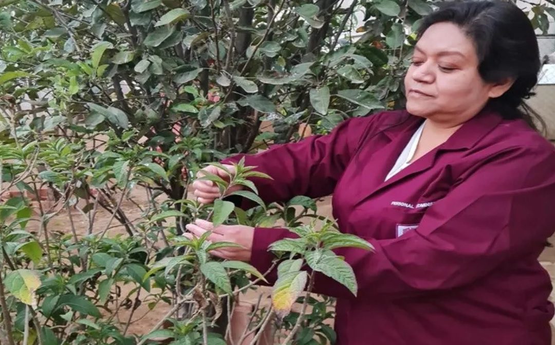 IPN comprueba efectividad de planta medicinal contra el cáncer de mama
