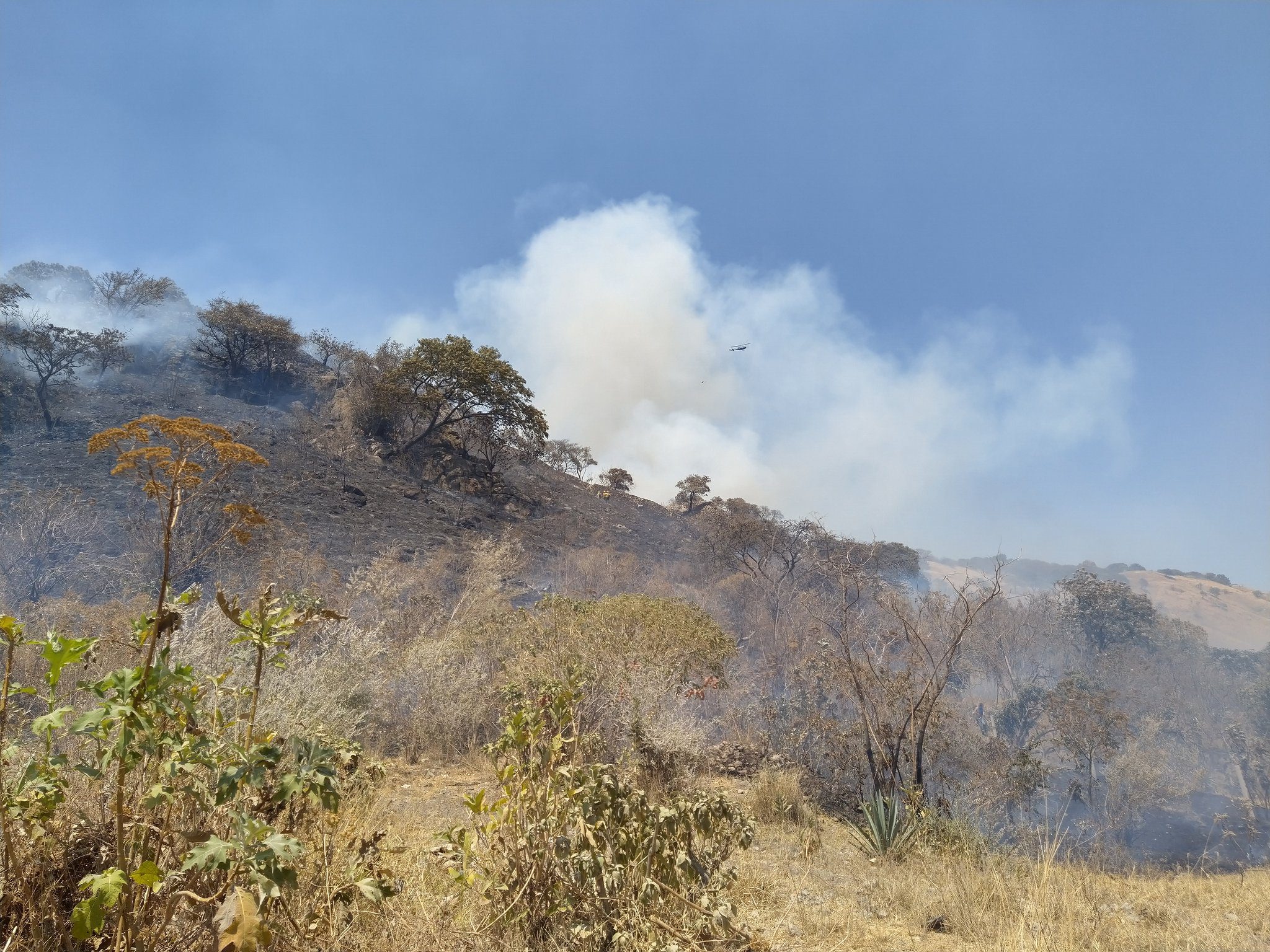 Incendio en Bosque de la Primavera