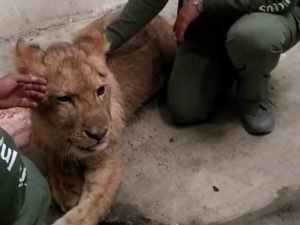 Trasladan a ‘Kiro’, el cachorro de león, a la Fundación Invictus en Pachuca #VIDEO