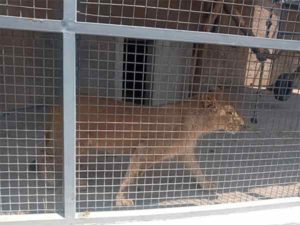Hallan otro león africano, esta vez en vivienda de Atizapán #VIDEO