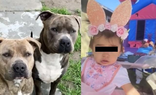 Madre mata a su pitbull para salvar a su bebé