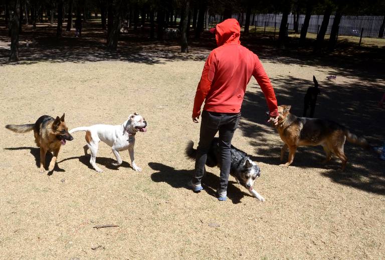 Proponen crear registro de agresores de animales en CDMX