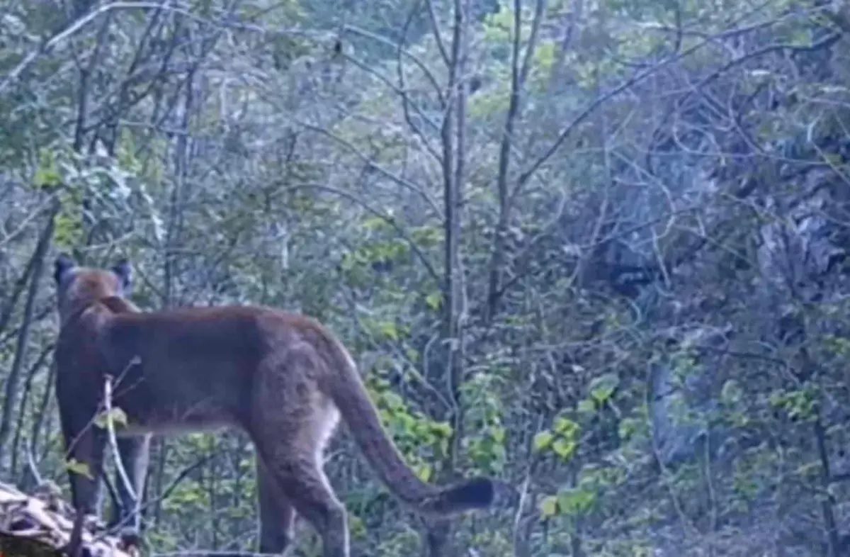 Puma deambulando en Hidalgo