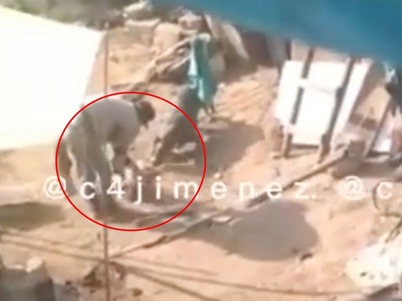 Sujetos alimentan a perros de pelea con gatitos