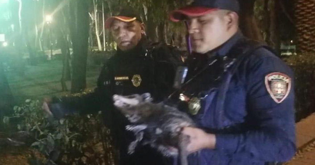 Tlacuache liberado en Parque Hundido