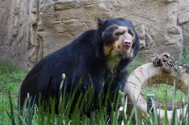 Fallece 'Carlos', uno de los osos de anteojos más longevos del Zoológico de Chapultepec