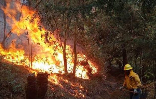 Mueren dos brigadistas durante combate de incendio forestal en Edomex