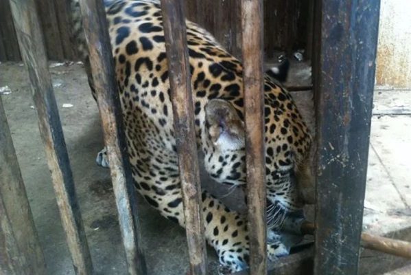 La FGR desarticula una banda internacional de traficantes de animales