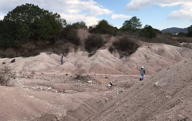 Descubren un nuevo género fósil de erizo de 30 millones de años de antigüedad en Oaxaca