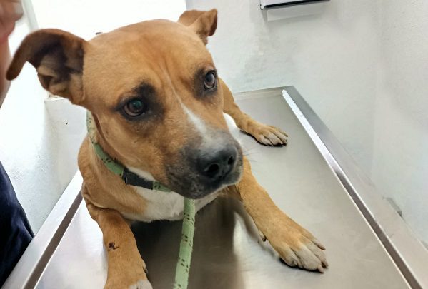 Rescatan y atienden a perrito que resguardó el cuerpo de su amo en estación del Metro