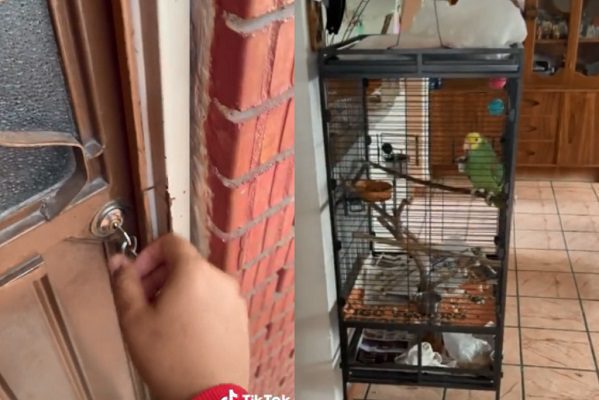 ¡Muy cotorro! Perico dejó esperando a testigos de Jehová por 30 minutos #VIDEO