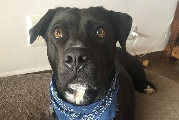 Perrita pitbull salva a su dueña de un asalto en calles de CDMX