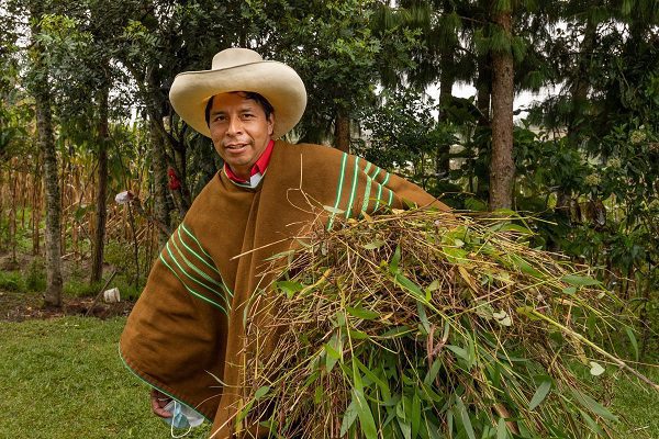 Acusan a Pedro Castillo, presidente de Perú, de plagiar sus tesis de maestría