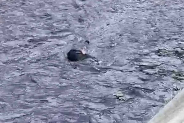 Identifican al hombre hallado sin vida en el Río de los Remedios