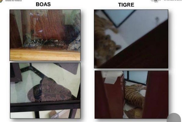 Caen 5 personas en Tuxpan con uniformes del Ejército y animales exóticos