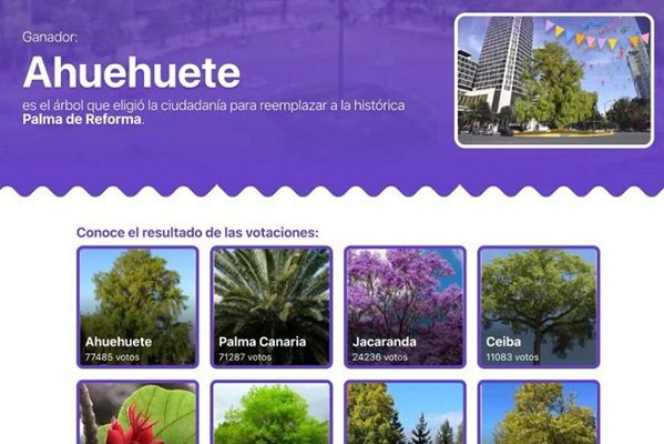 ¡Ganó el ahuehuete! Glorieta de Reforma tendrá nuevo huésped