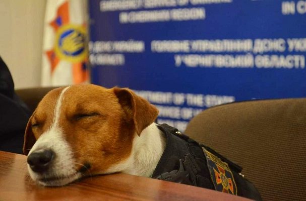 El presidente de Ucrania condecora a 'Patron', perrito detector de bombas #VIDEO