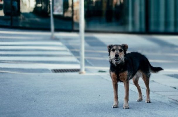 Diputada del PAN propone crear Registro de Agresores de Animales en CDMX