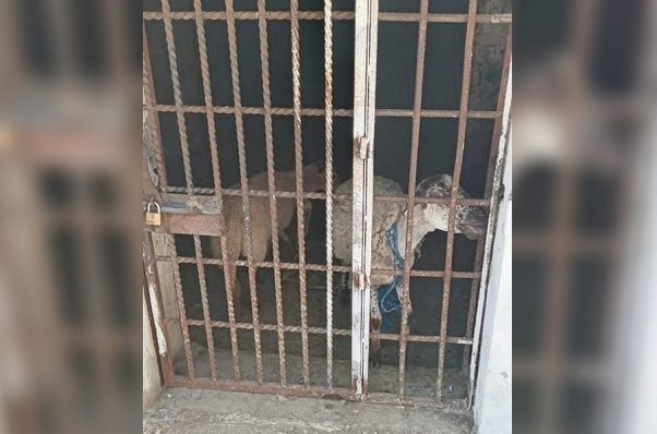 Encarcelan a dos borregos por comer pasto de un albergue, en Oaxaca