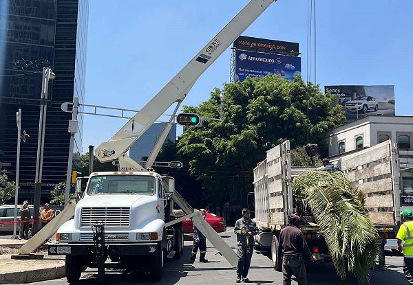 Autoridades retiran más palmeras en Paseo de la Reforma por plagas