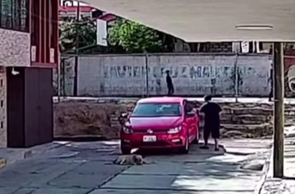 Automovilista arrolla intencionalmente a un perrito en calles de Puebla #VIDEO