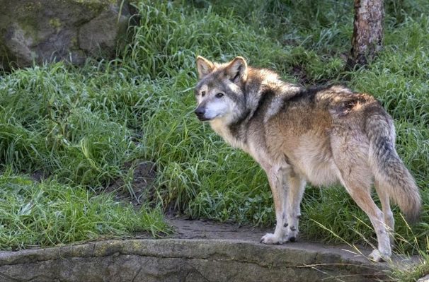 Salvan el brazo de Alexis, niño que fue atacado por lobo en Neza