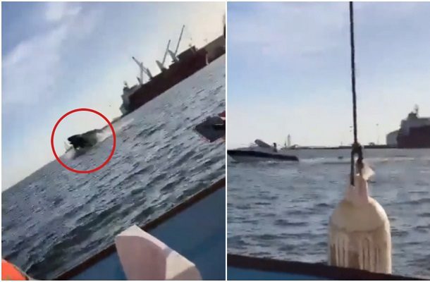 Ballena cae encima de una lancha en bahía de Topolobampo, Sinaloa #VIDEOS