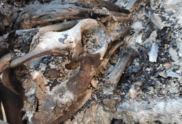 Gobernador difunde fotos de fiesta y manatí muerto en Acuario de Veracruz