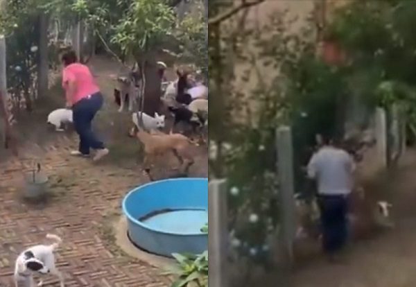 A golpes y patadas trataban a perritos en el "hotel" canino en Veracruz; ya fue clausurado