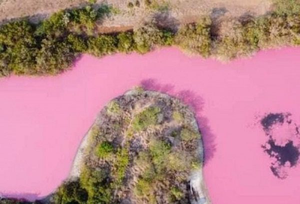 Se tiñen de rosa agua de la laguna La Salina, ubicada en Tonameca, Oaxaca