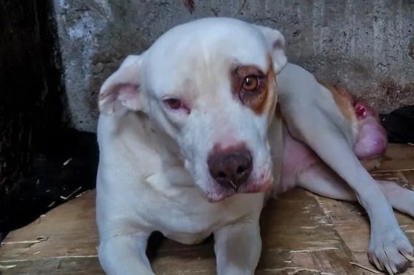 Perrito da la vida por su humana, luego de que sujeto intentara apuñalarla, en Ecatepec