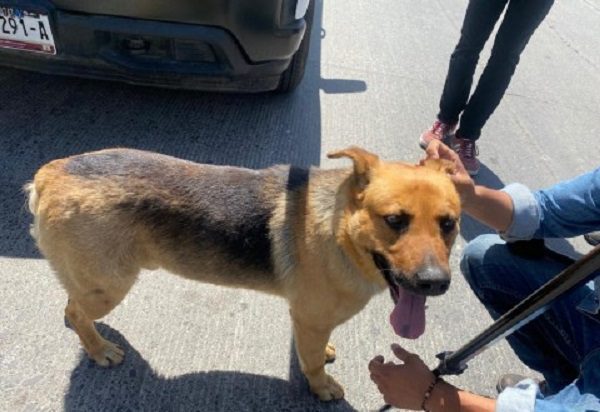 'Fiscal', el 'narcoperro' rescatado de narcotúnel en Tijuana #VIDEOS