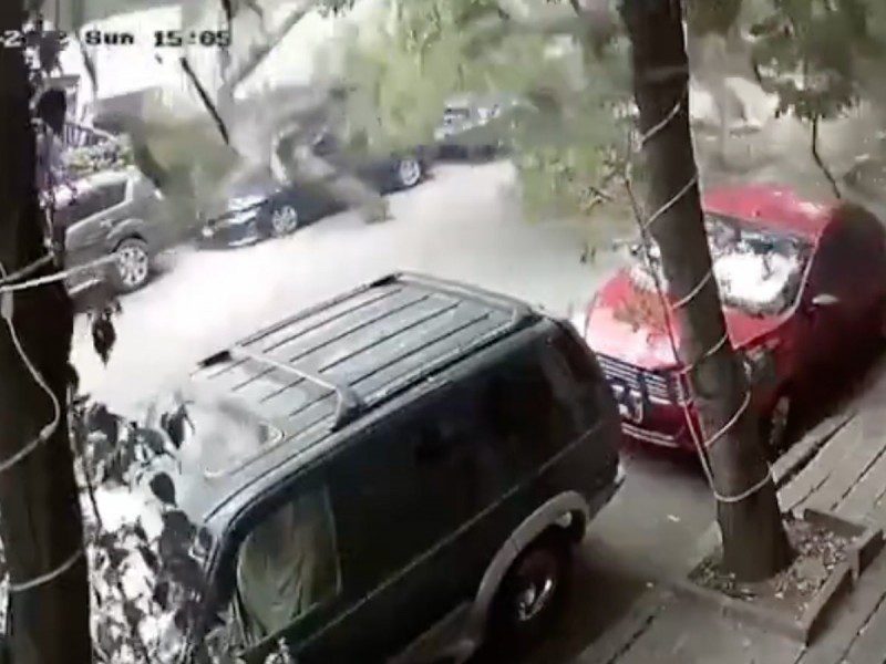 Pareja se salva de ser aplastada por enorme árbol que cayó en CDMX #VIDEO