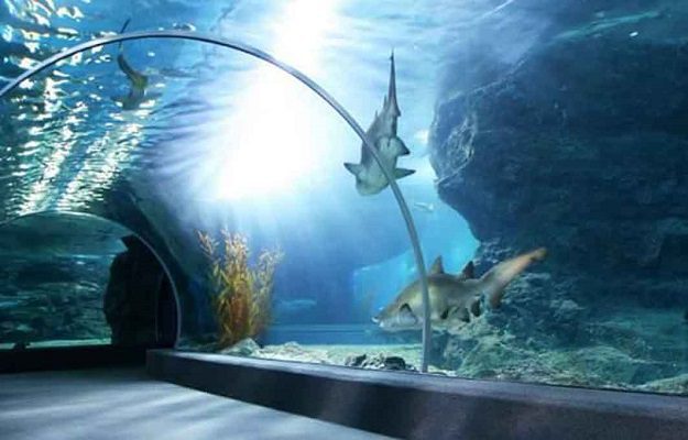 AMLO pide a Cuitláhuac García informe sobre el Acuario de Veracruz