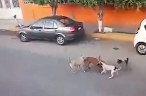 Vinculan a proceso al conductor que arrolló a lomitos en Querétaro