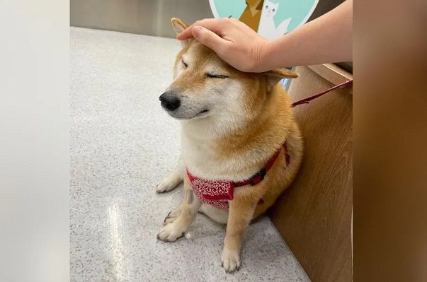 ¡¡No!! El perrito Cheems está enfermo, fue hospitalizado de urgencia