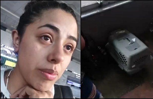 Perrito muere asfixiado en viaje hacia CDMX; acusan negligencia de empresa