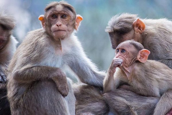 Personas en contacto con casos de viruela del mono serán vacunadas en Francia