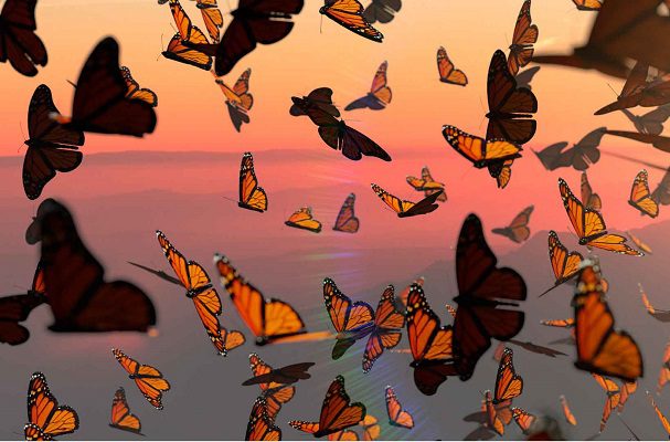 Aumenta 35% la presencia de mariposa Monarca en los bosques mexicanos