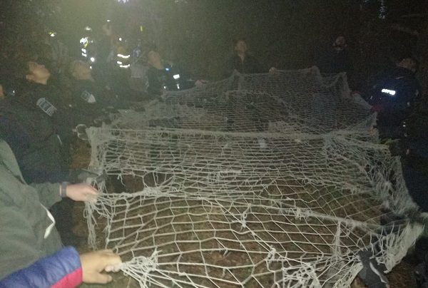 Tras seis horas, rescatan a un puma atrapado en un árbol, en Tlaxcala