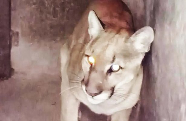 Así rescató la Profepa a un puma que deambulaba en calles de Tlaxcala #VIDEO