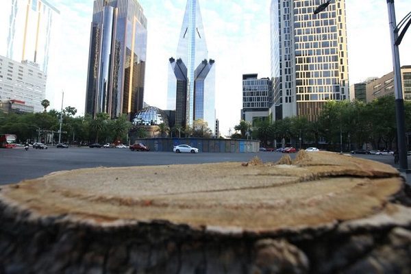 Ahuehuete se plantará el domingo en la que fuera 'Glorieta de la Palma', anuncia Sheinbaum