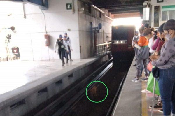 Rescatan a perrito en vías de Línea B del Metro CDMX
