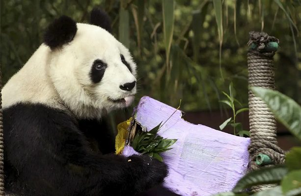 Anuncian dinámica para celebrar a los pandas del Zoológico de Chapultepec