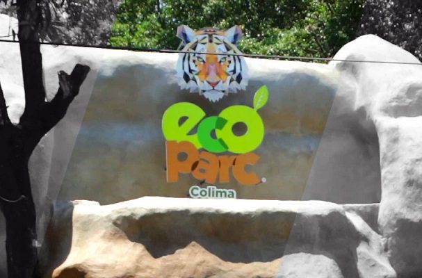 Balacera en zoológico en Colima dejó a un ciervo rojo y un borrego mouflón muertos