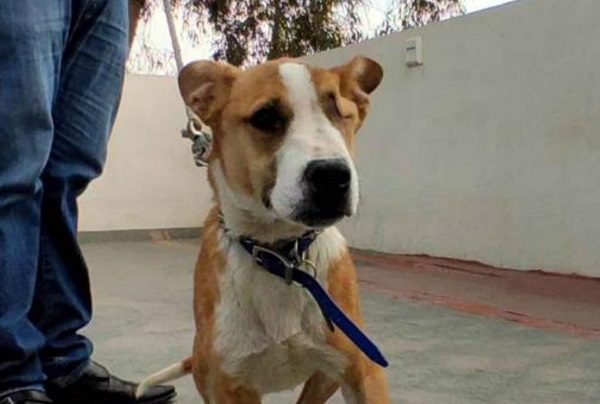 Tras cinco meses, dan de alta a Milo, perrito atacado con pirotecnia en Ecatepec